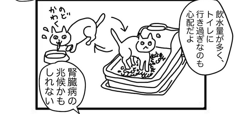 多飲多尿は猫の腎臓病の徴候かも