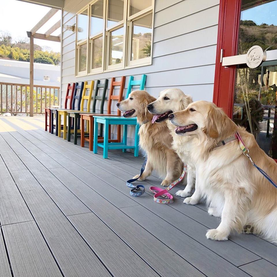 神奈川県のおすすめおでかけスポット 愛犬とven Kitchen Dog Gardenに行こう ペットタイムズ