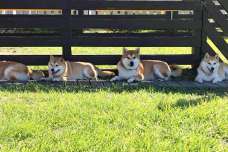 柴犬オーナー必見！滋賀県にある柴犬専用のドッグラン♪
