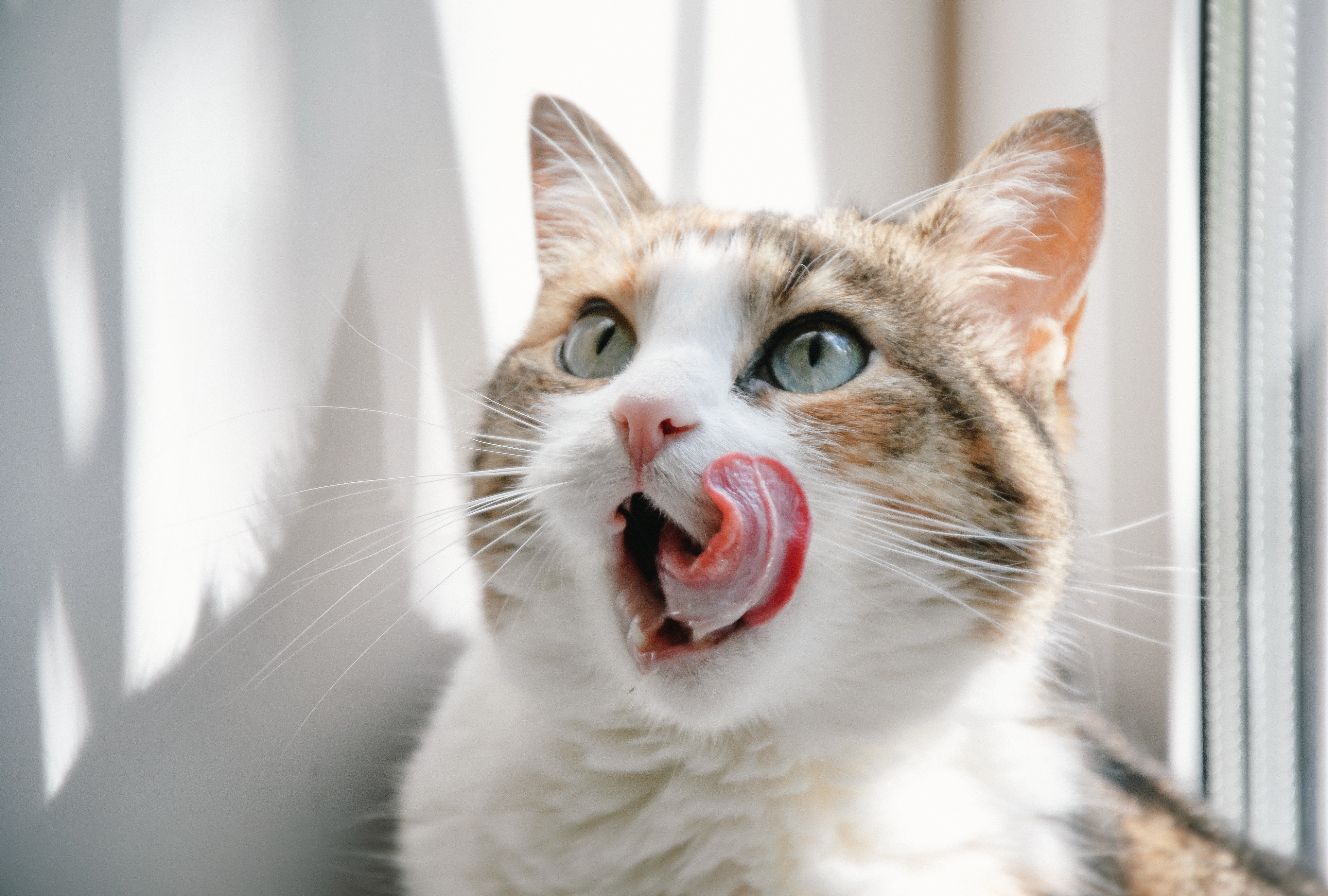 猫の舌がザラザラなのはなんで？猫は甘味を感じることができないって本当？！