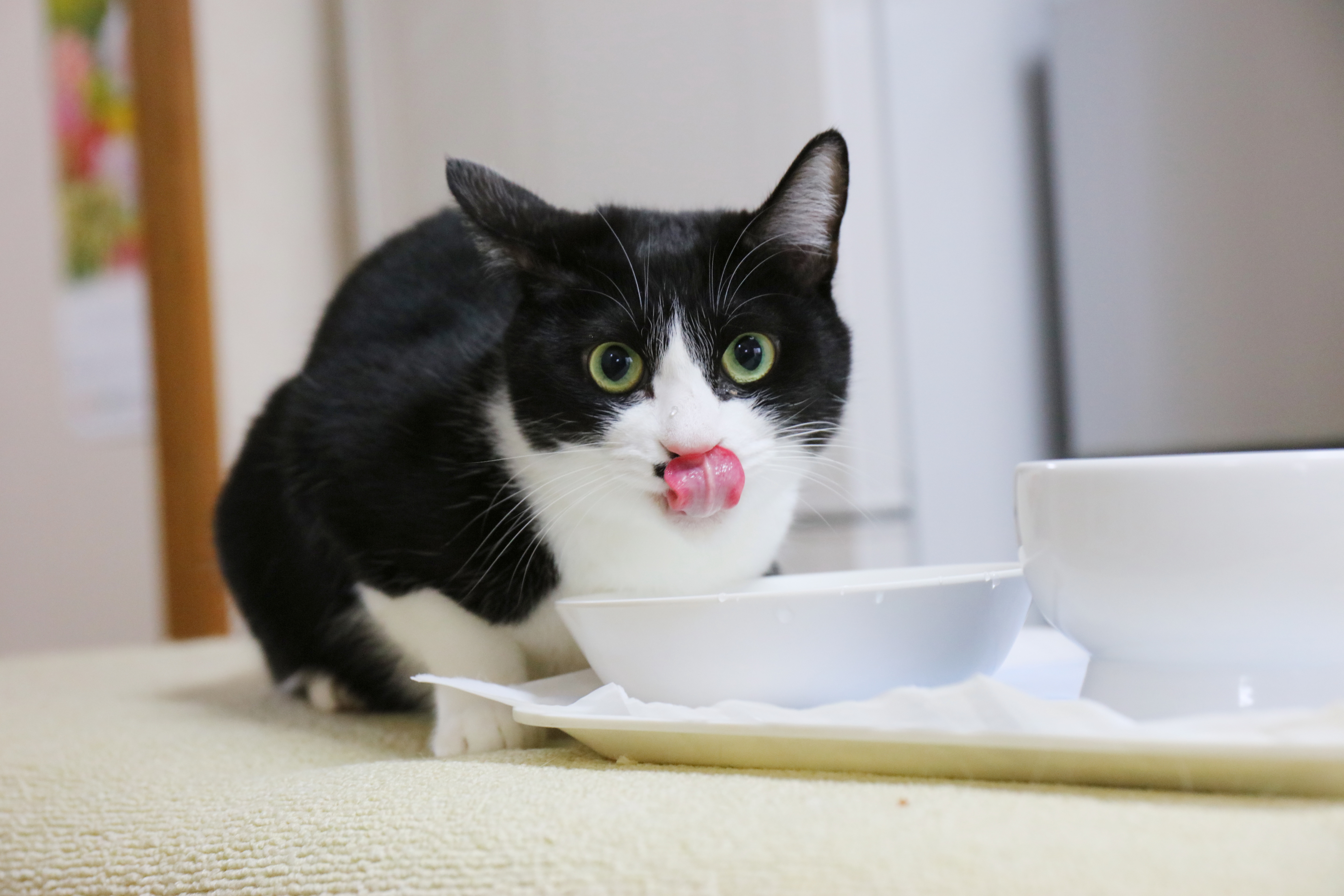 猫用の水入れではなく、愛猫がお風呂やトイレの水を飲みたがるのはなぜ？