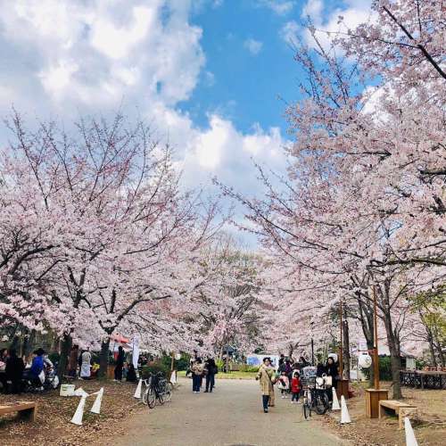 桜の名所「西の丸庭園」（ペット不可）