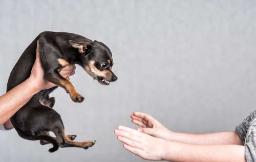 犬に嚙まれたときはどうする？