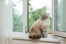 「猫は家につく」といわれるのはなぜ？人にはあまりなつかないの？