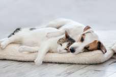 外出中やお散歩中に地震が発生した場合、愛犬と愛猫はどうなるの？！