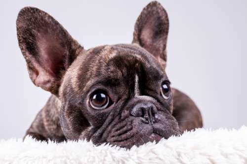垂れ耳の犬と立ち耳の犬の聴覚は違うの それともいっしょ 耳の種類についても紹介 ペットタイムズ