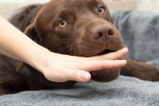 犬に嚙まれた場合はどうするべき？病院は行く？嚙まれたあとの処置もご紹介