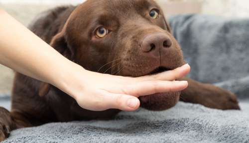 犬の気持ち 犬がため息をつく理由とその意味 ペットタイムズ
