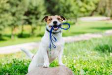 愛犬がおさんぽに行きたがるのはなぜ？おさんぽにワクワクする犬のきもち