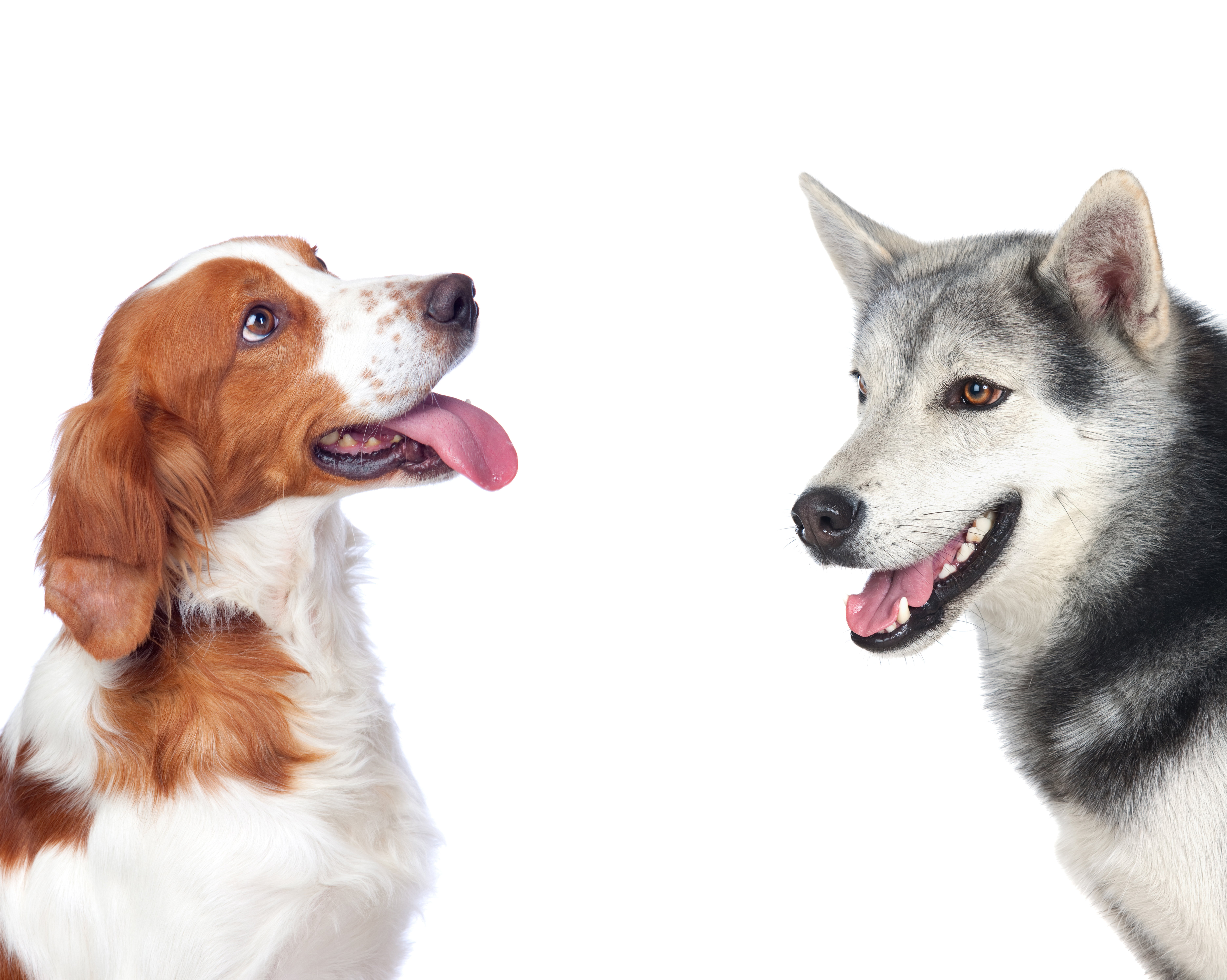 垂れ耳の犬と立ち耳の犬の聴覚は違うの？それともいっしょ？！耳の種類についても紹介