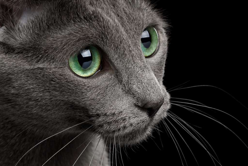 ロシアンブルーの目の色は子猫がブルー 成猫がグリーンのなぞ ペットタイムズ