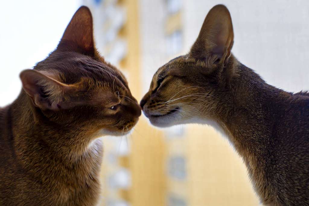 猫が鼻をすりすりしてくる理由は「あいさつ」という意味