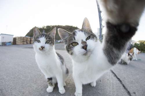 一般公募の猫写真の展示エリアを新設