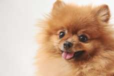 犬のおもしろ動画『ポメラニアン』編