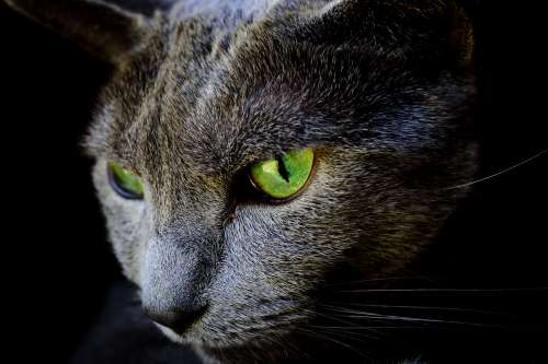 猫の目の色が変わる理由は 子猫から成長で変化する目の色のなぞについて ペットタイムズ