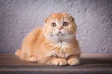 猫のかわいい動画『スコティッシュフォールド』編