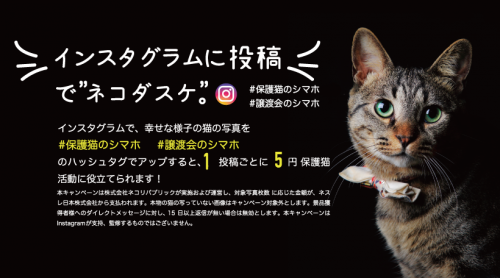 インスタグラム投稿とお買い物で猫助け