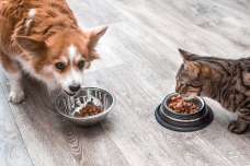 ジメジメとした梅雨や夏のシーズンに急増中！犬と猫の食中毒に要注意！感染ルートとは？