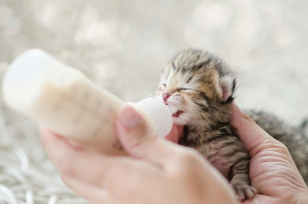 拾った子猫に猫用のミルクを与えること。牛乳は与えない