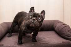 犬のおもしろ動画『フレンチブルドッグ』編