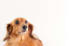 犬のおもしろ動画『ミニチュアダックス』編