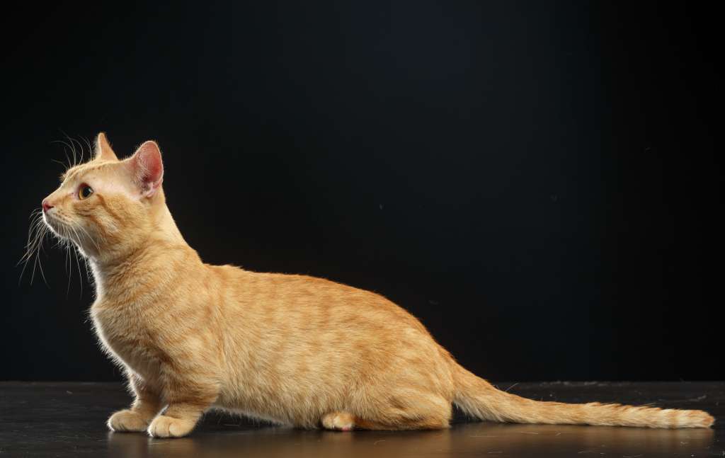 マンチカン以外にもたくさんいる短足猫の特徴や性格について ペットタイムズ