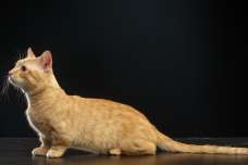 マンチカン以外にもたくさんいる短足猫の特徴や性格について