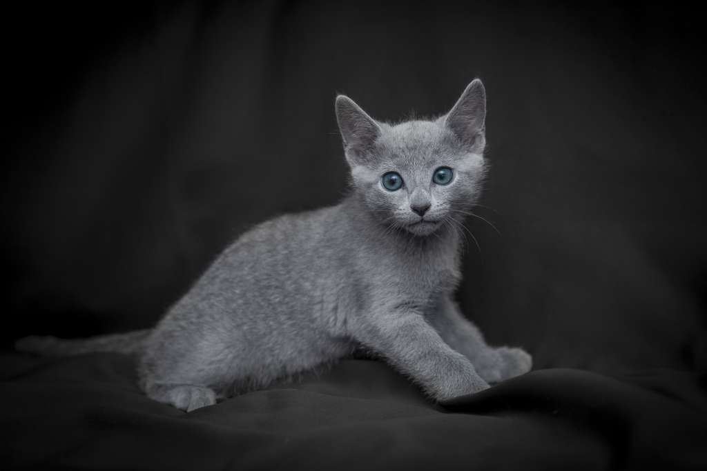 ロシアンブルーを飼いたい おすすめしたいブリーダー選びのポイントとは ペットタイムズ