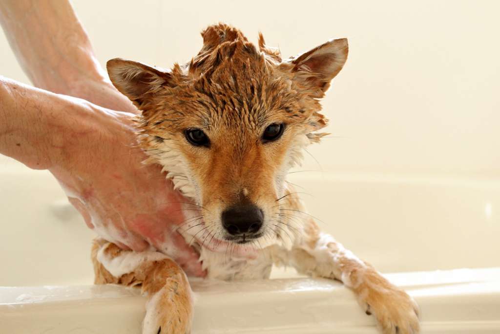 柴犬のかかりやすい病気、犬アトピー性皮膚炎の予防にはシャンプー