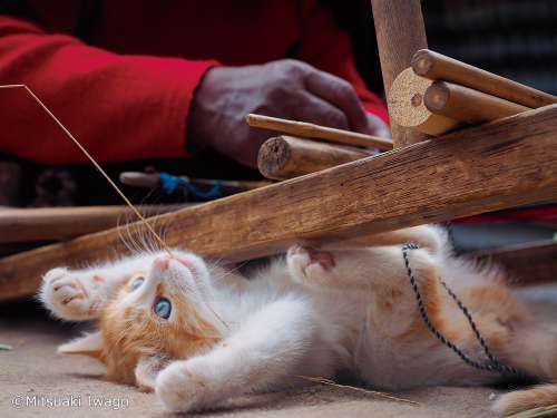 世界各地域の“こねこ”