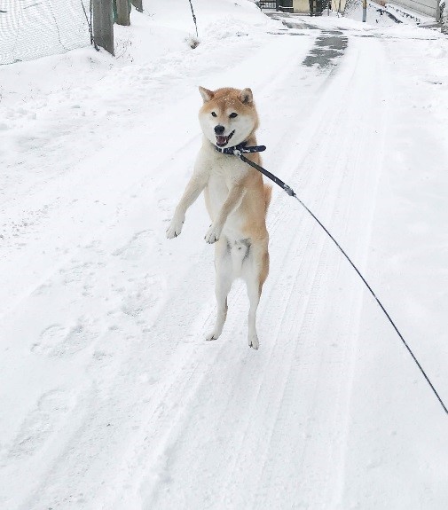 inubot回覧板の柴犬が雪の上を散歩