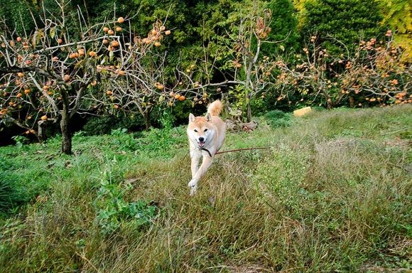 inubot回覧板の柴犬が野原をかける