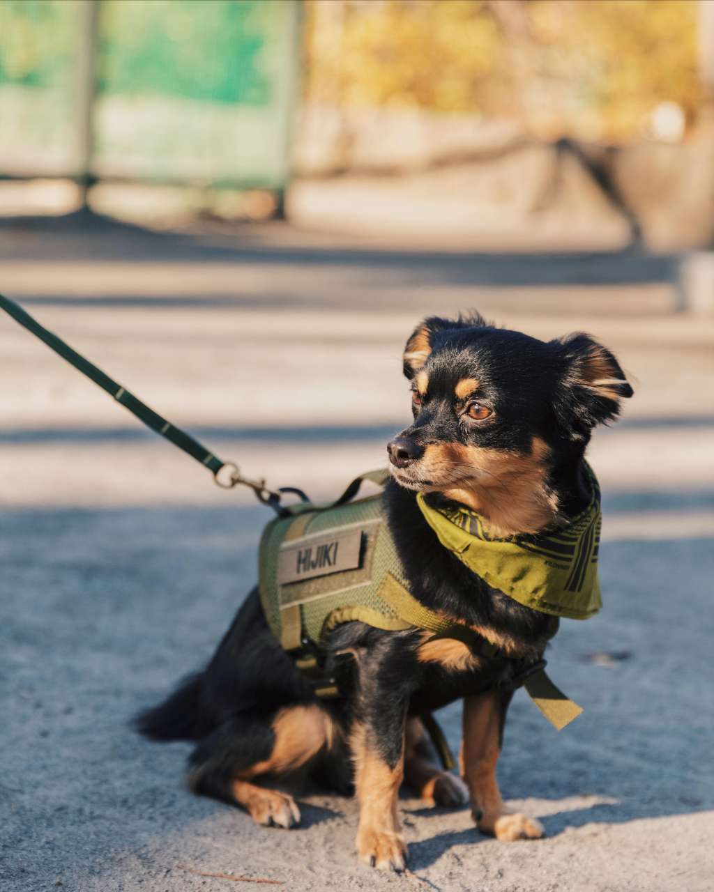 キロナイナを着用した犬