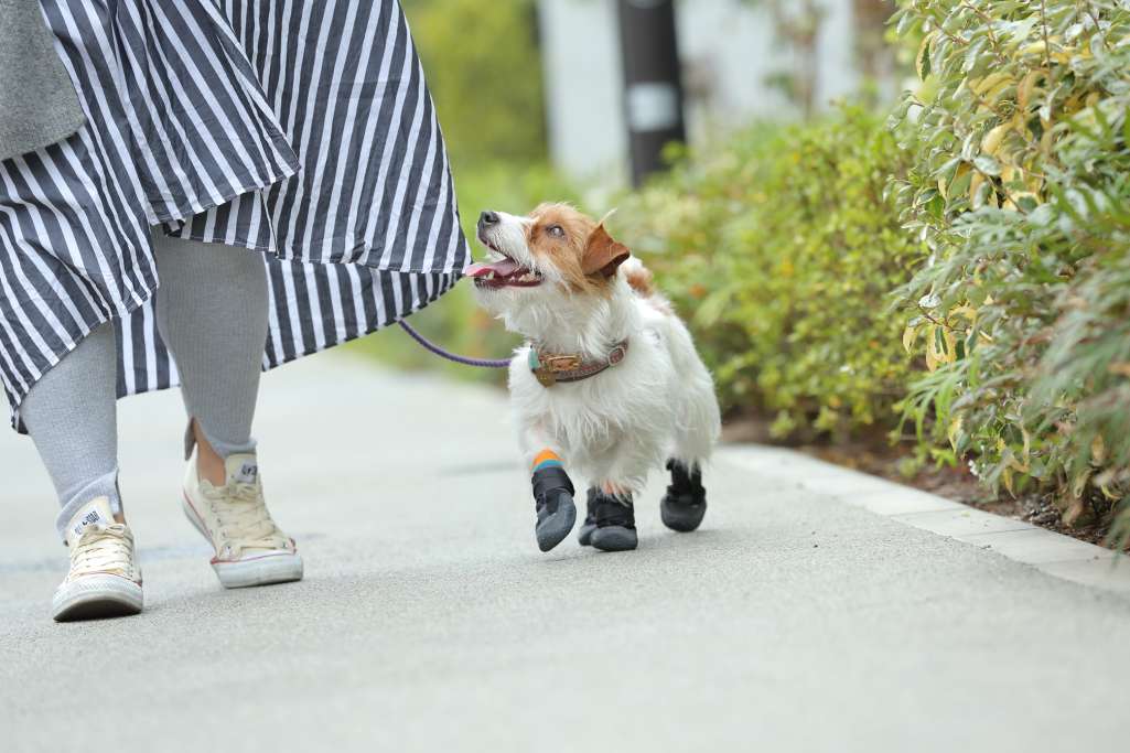 犬に靴が必要なワケ