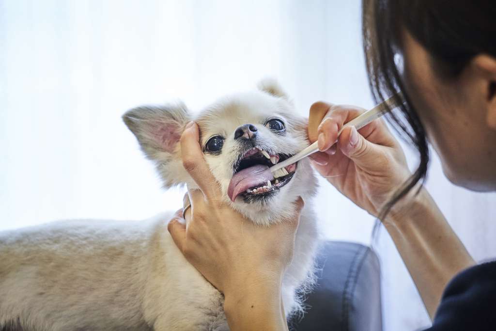 嫌がらない歯ブラシ「ミガケンデ」、天然毛ペット用歯ブラシは日本初