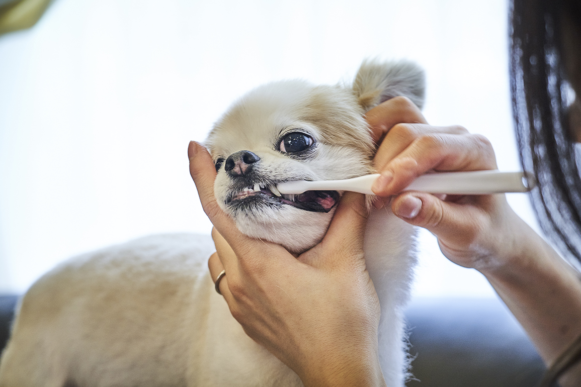 ペットの長生きのために、まずは歯磨きに慣れてもらう