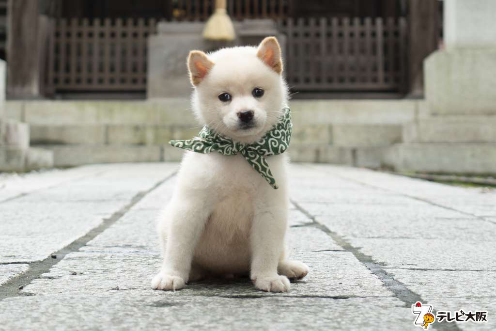 二十三代目・豆助は白柴犬！「二代目和風総本家」の新マスコット犬の豆助は小っちゃな体で元気いっぱいのアスリート犬！１０月１０日から登場。