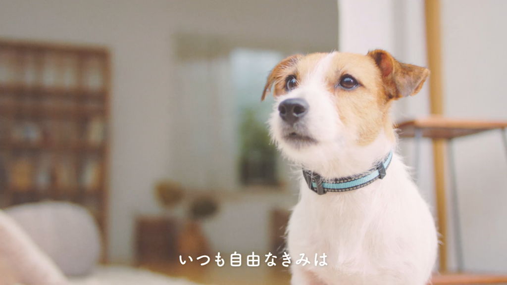 登場する愛犬(2)名前：てん