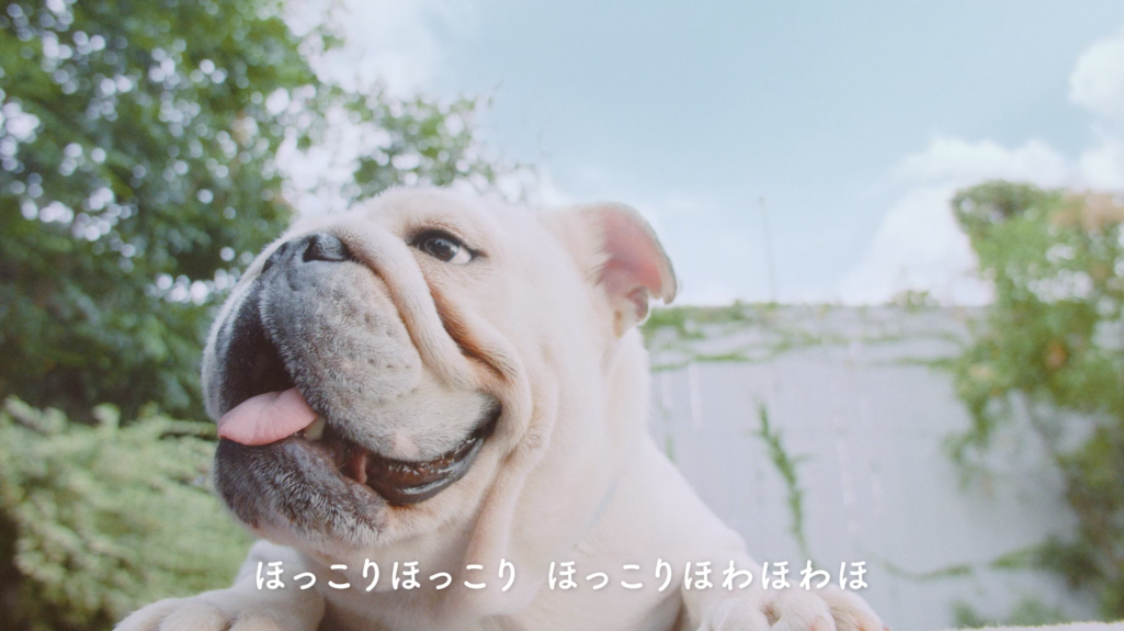 登場する愛犬(3)名前：アモーレ