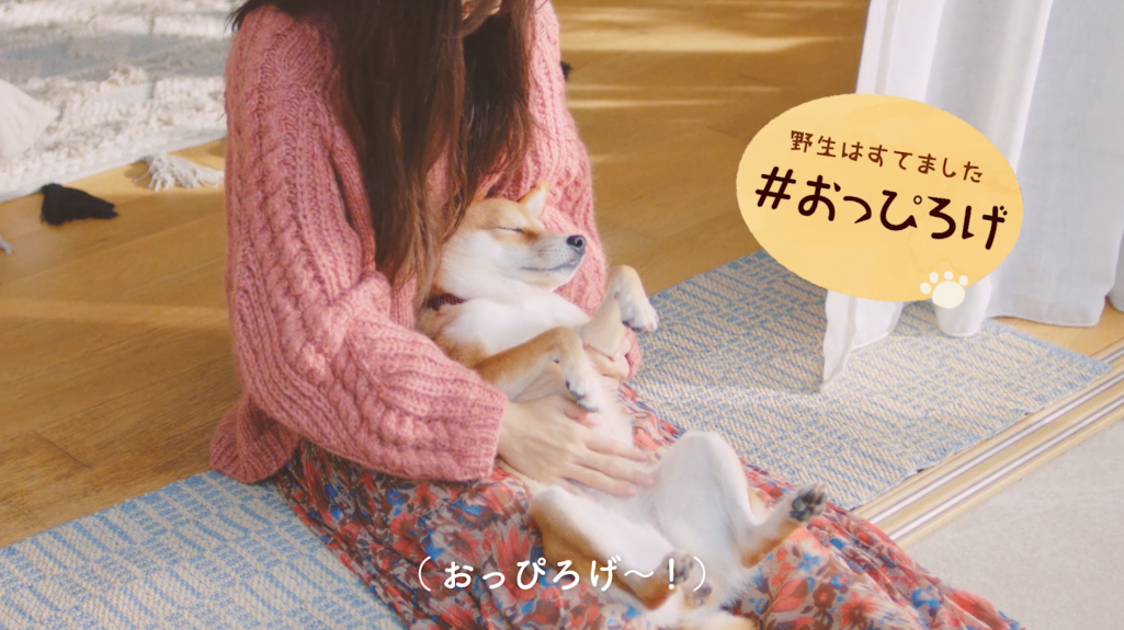 #愛犬ほっこりあるある(3)“野生はすてました”『#おっぴろげ』