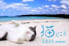 令和になっても愛らしい！肉球マニアに捧ぐカレンダー　恒例「猫どころ2020」1部1000円　産経iDで販売