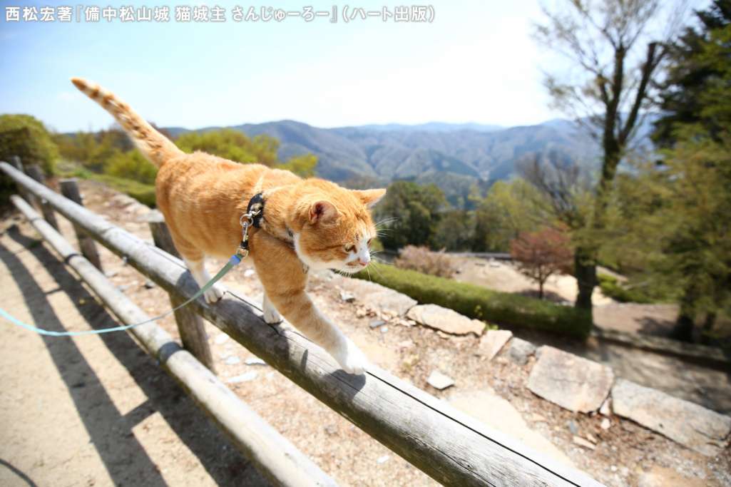 山城からの眺めは格別にゃー