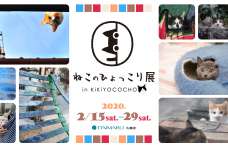 『ねこのひょっこり展 in KiKiYOCOCHO』展示作品募集　会場が猫の写真で埋め尽くされる！ 来年2月15日から大丸札幌店