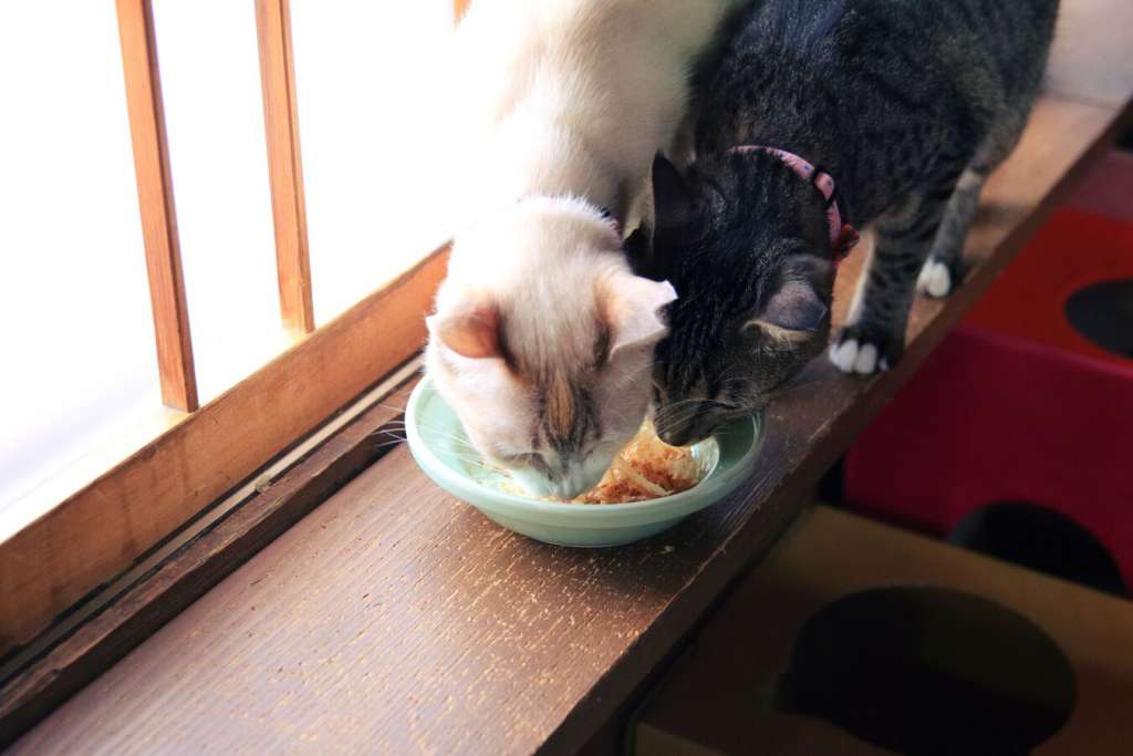 猫飯はあまりの美味しさに止まらなくなる可能性があるので、やりすぎにご注意ください。