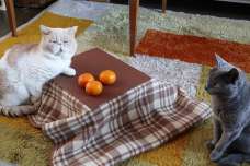 ネコ専用こたつがついてくるネコ好きのためのみかん「猫と、こたつと、思い出みかん」が正式発売スタート