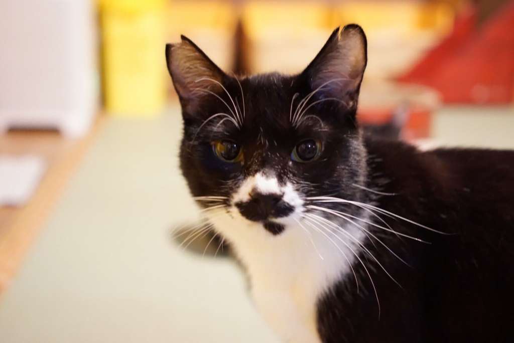 ネコリパブリック東京 お茶の水店（保護猫カフェ）