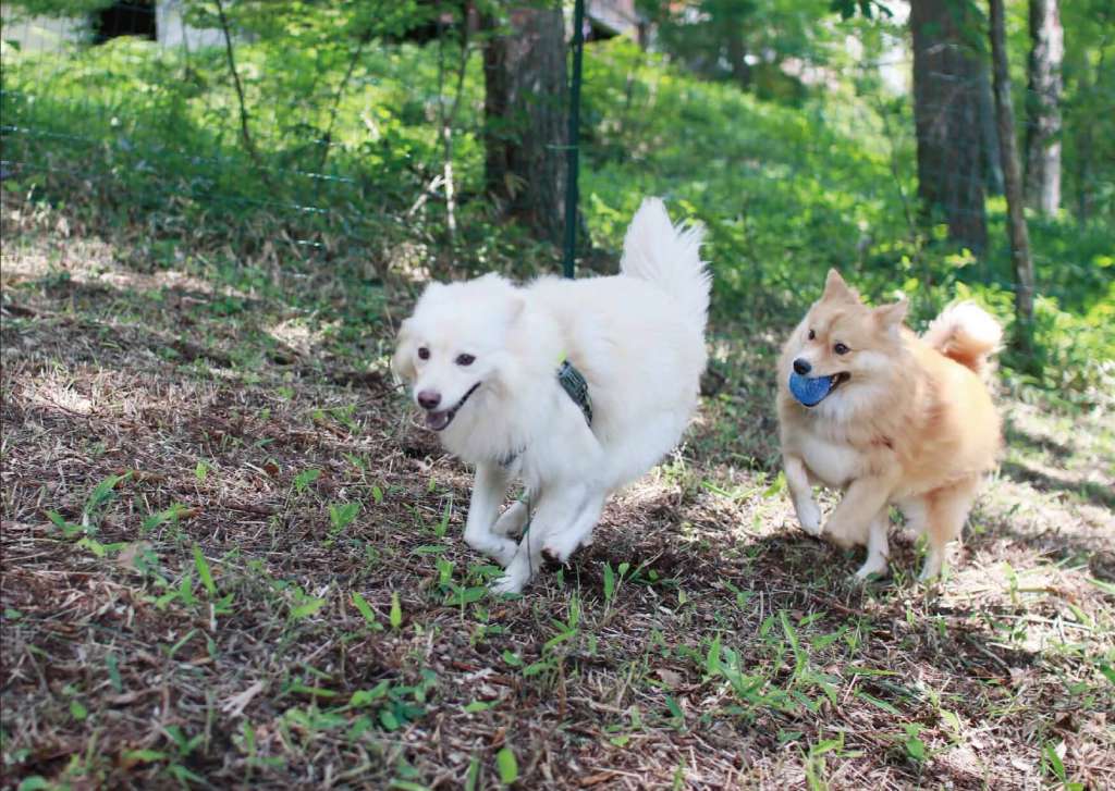 愛犬家にとって役立つ情報も多数収録しました