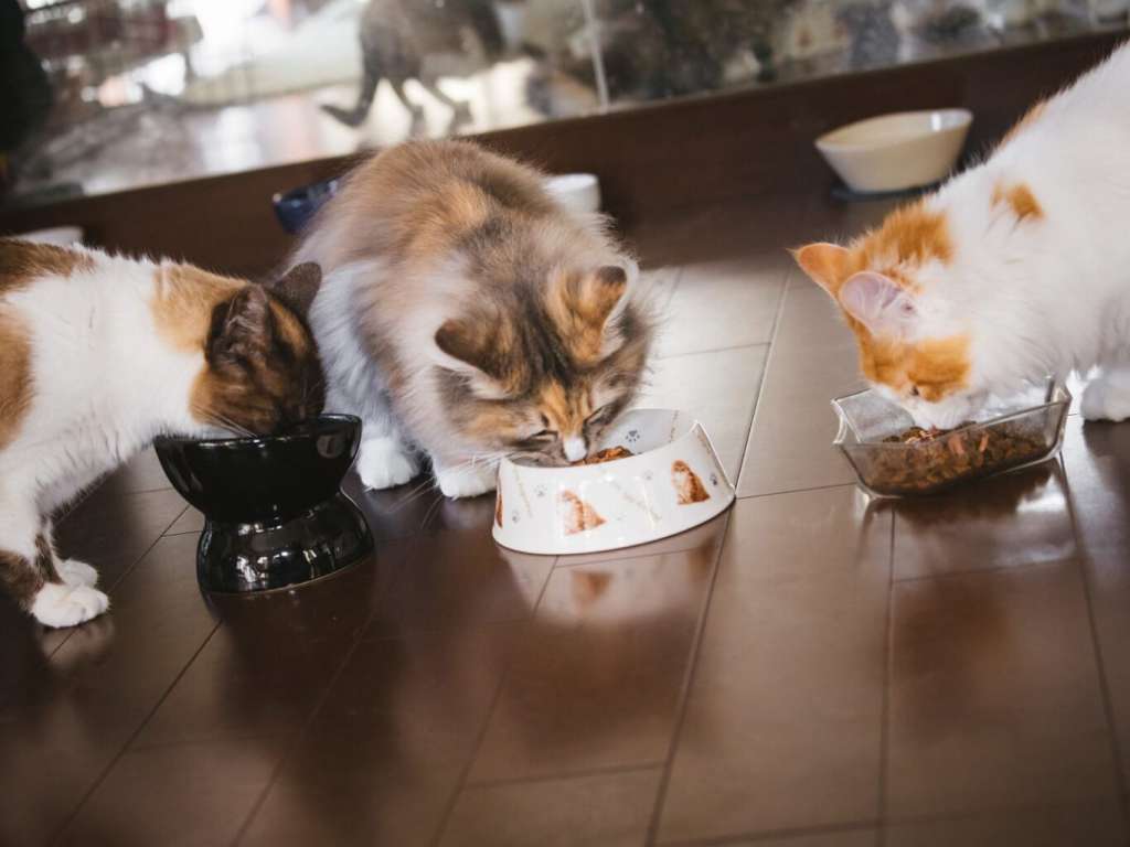 フードにかけて食べさせます