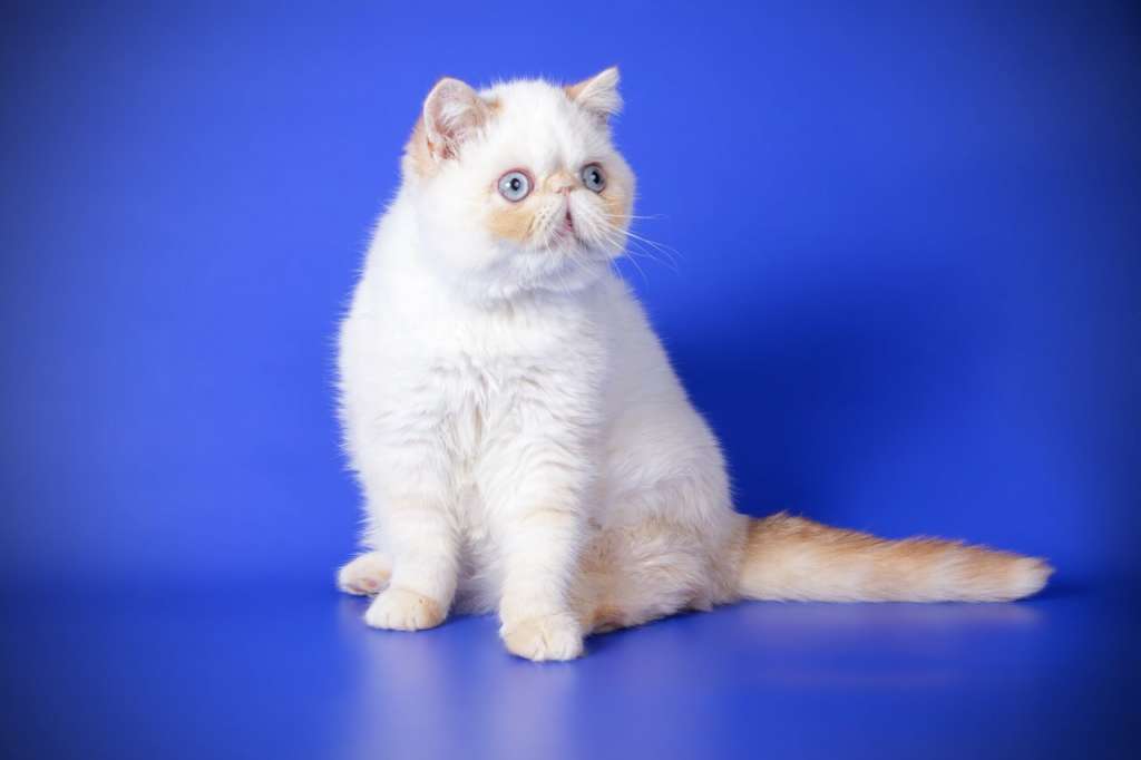 エキゾチックショートヘアの毛色の種類と値段について ペットタイムズ