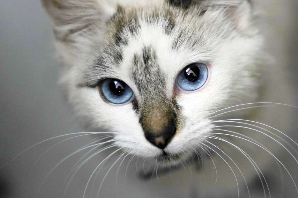 猫の目の色が変わる理由は 子猫から成長で変化する目の色のなぞについて ペットタイムズ